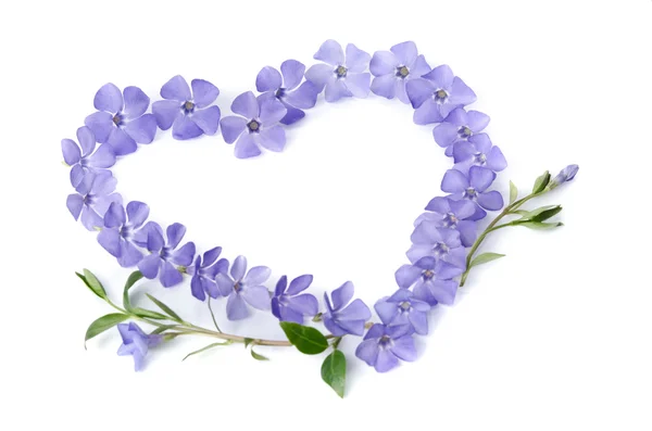 Hermosos periwinkles en forma de corazón sobre fondo blanco —  Fotos de Stock