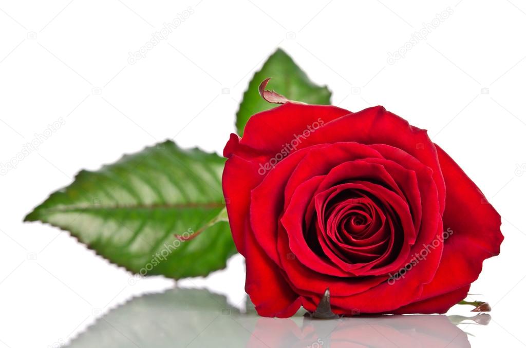 beautiful single red rose lying down on a white background