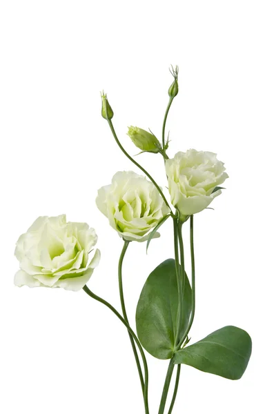 Belas flores eustoma isolado no fundo branco — Fotografia de Stock