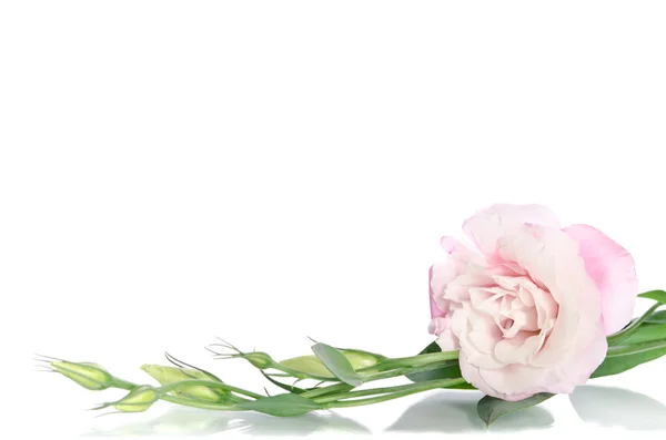 Красиві квіти еустоми з листям і бутонами на білому фоні — стокове фото