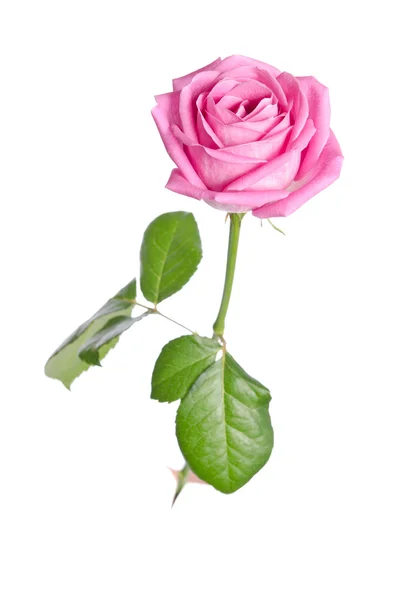 美丽一个粉红色的玫瑰在白色背景上。垂直假定 — 图库照片