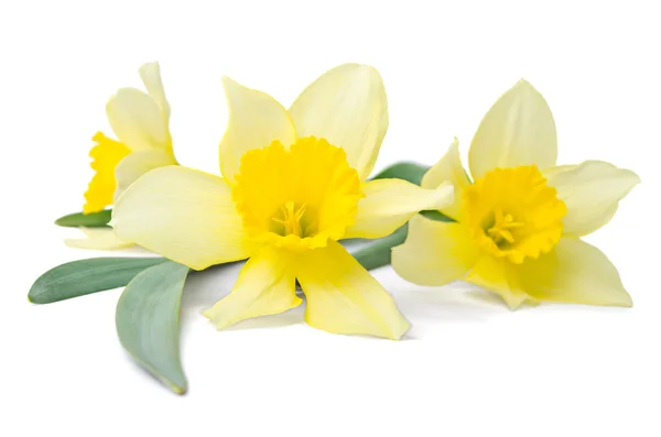 Mooie narcissen liggend op witte achtergrond — Stockfoto