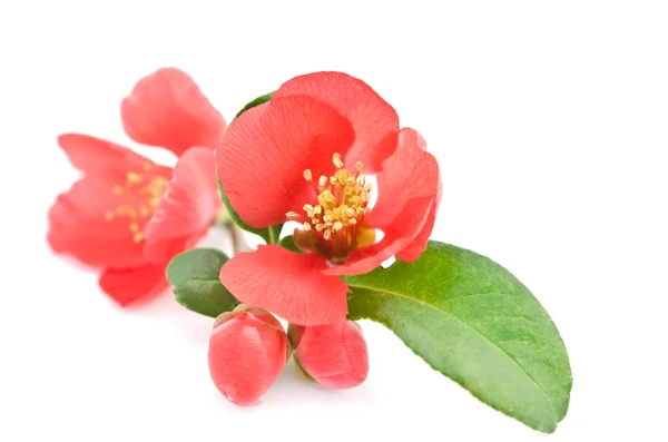 Hermosas flores de primavera púrpura aisladas sobre fondo blanco — Foto de Stock