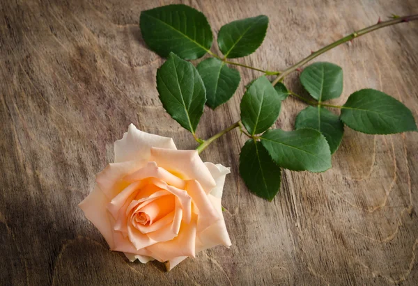 Delicate cream rose on wooden table — Stock Photo, Image