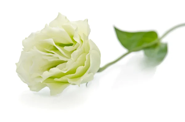 Beautiful eustoma flowers with leafs  on white background — 스톡 사진