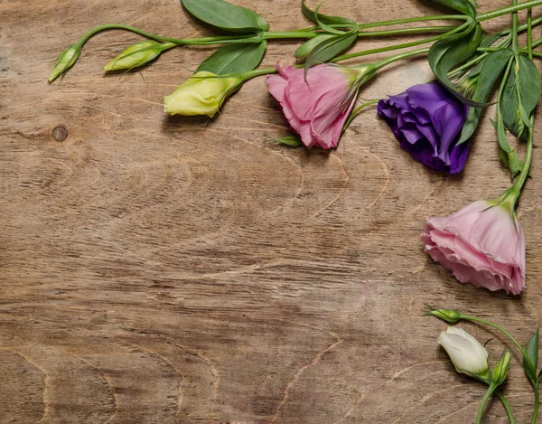 Beautiful eustoma flowers — Stock Photo, Image