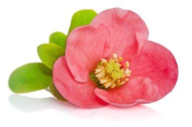 Beyaz arka planda güzel pembe çiçek
