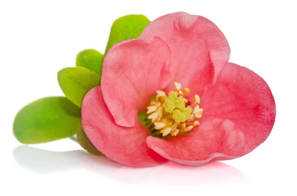 Beautiful pink flower on white background — Stock Image Beautiful pink flower on white background Royalty Free Stock Photos