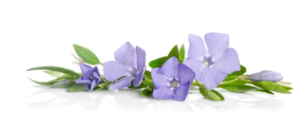 Hermosas flores azules periwinkle sobre fondo blanco —  Fotos de Stock