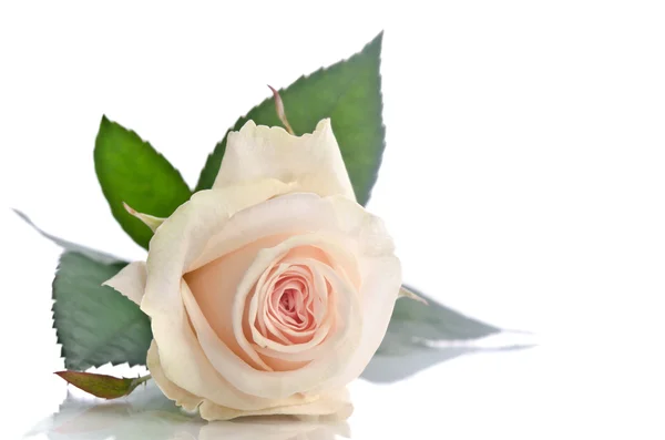 Beautiful single white rose lying down on a white background — Stock Photo, Image