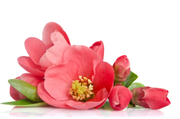 Schöne rosa Blume mit Knospen auf weißem Hintergrund — Stockfoto