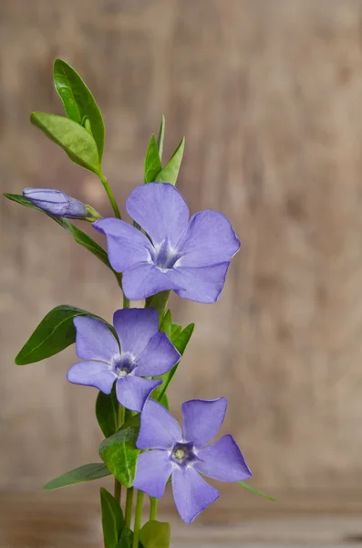 Beautiful blue flowers periwinkle on wooden background — Stock Photo, Image