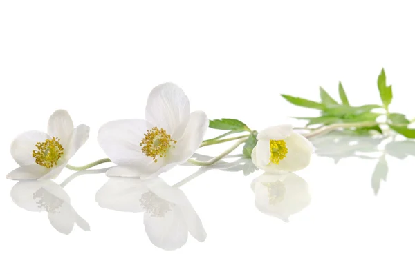 Fleurs d'anémone blanche isolées sur fond blanc — Photo