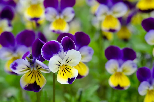 Margherite in un giardino primaverile — Foto Stock