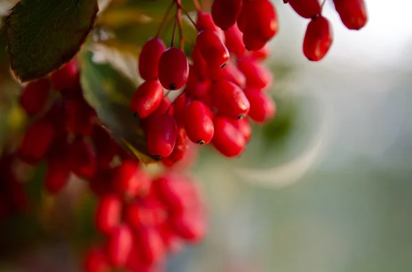 Rote Berberitze auf dem Baum — Stockfoto