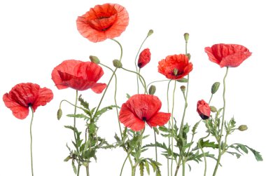 Kırmızı gelincikler beyaz arkaplanda izole edilmiş