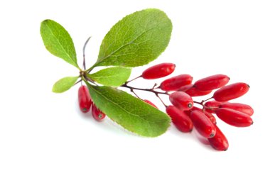 Olgun barberries beyaz arka plan üzerinde izole