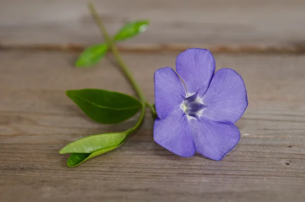 Beautiful blue flower periwinkle on wooden background — Stock Photo, Image