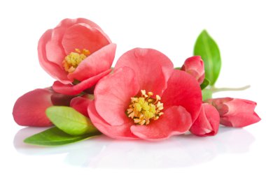 güzel pembe çiçek tomurcukları beyaz arka plan üzerinde