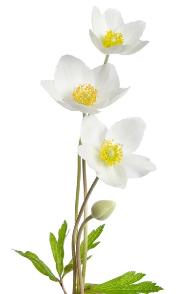 White anemone flowers  isolated on white background — Stock Photo, Image