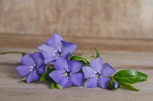 Beautiful blue flowers periwinkle on wooden background — Stock Photo, Image