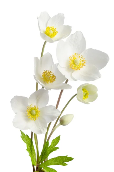 White anemone flowers  isolated on white background — Stock Photo, Image