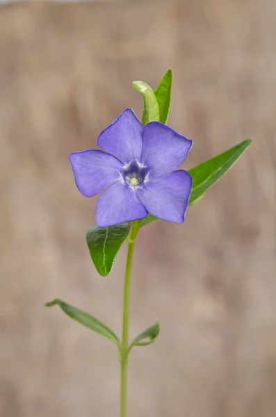 Beautiful blue flower periwinkle on wooden background — Stock Photo, Image