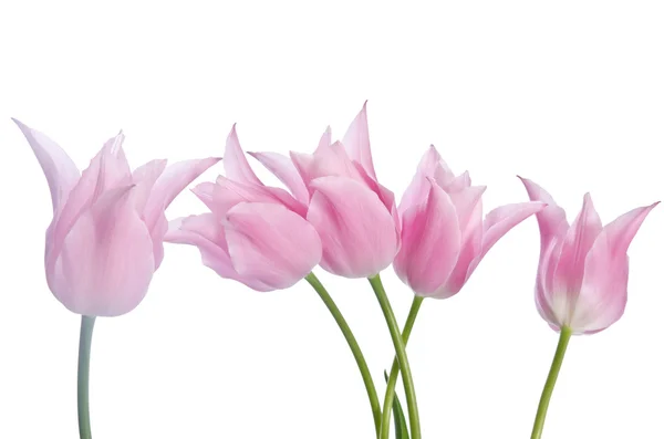 Красивые розовые тюльпаны на белом фоне — стоковое фото