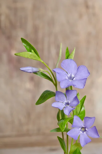 Hermosas flores azules periwinkle sobre fondo de madera —  Fotos de Stock