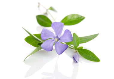 Beyaz arka plan üzerinde güzel mavi çiçek salyangozu