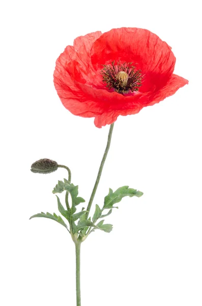 单一孤立的白色衬底上的红色罂粟花 — 图库照片
