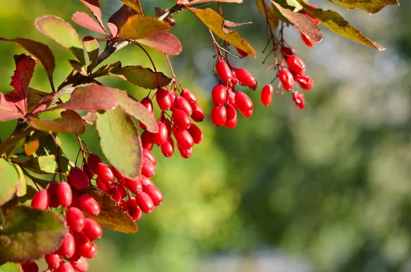 Barberry κόκκινα μούρα στο δέντρο — Φωτογραφία Αρχείου