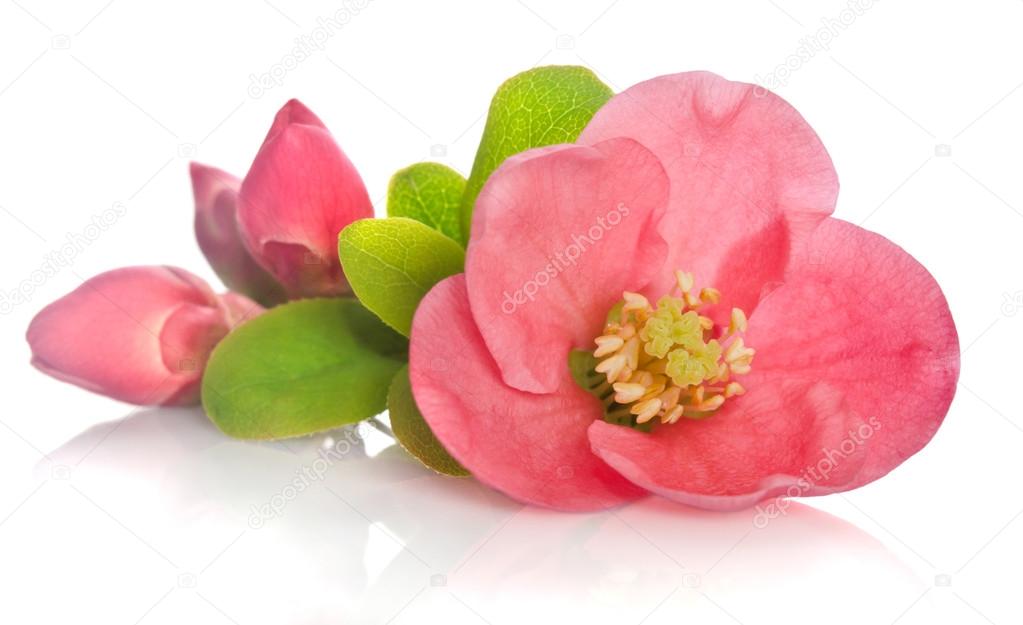 beautiful pink flower with buds on white background