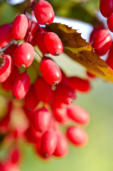 Owoce berberysu czerwonego na drzewie — Zdjęcie stockowe