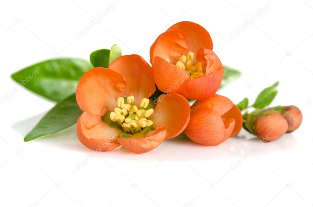 beautiful orange flowers with buds on white background