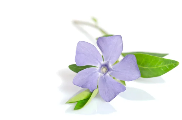 Vacker blå blomma periwinkle på vit bakgrund — Stockfoto