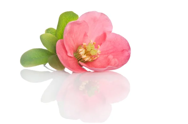 Bela flor rosa no fundo branco — Fotografia de Stock