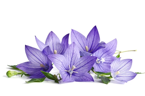 Bell květiny izolovaných na bílém pozadí — Stock fotografie