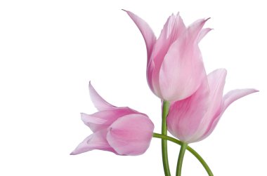 Beyaz arka plan üzerinde izole güzel pembe laleler