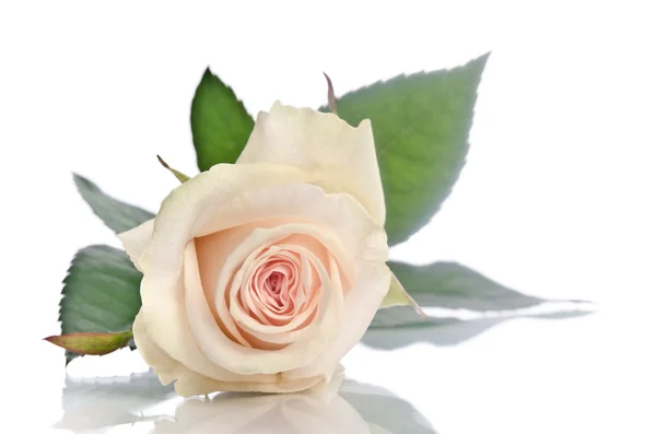 Beautiful single white rose lying down on a white background — Stock Photo, Image