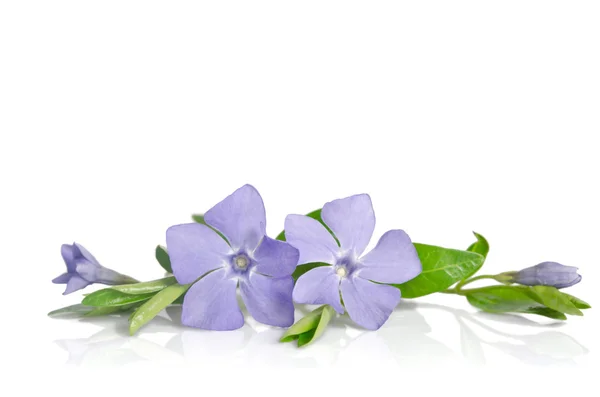 Beautiful blue flowers periwinkle on white background — Stock Photo, Image