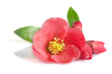 Beyaz arka planda güzel pembe çiçek