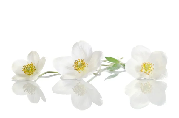 Білі квіти анемони ізольовані на білому тлі — стокове фото