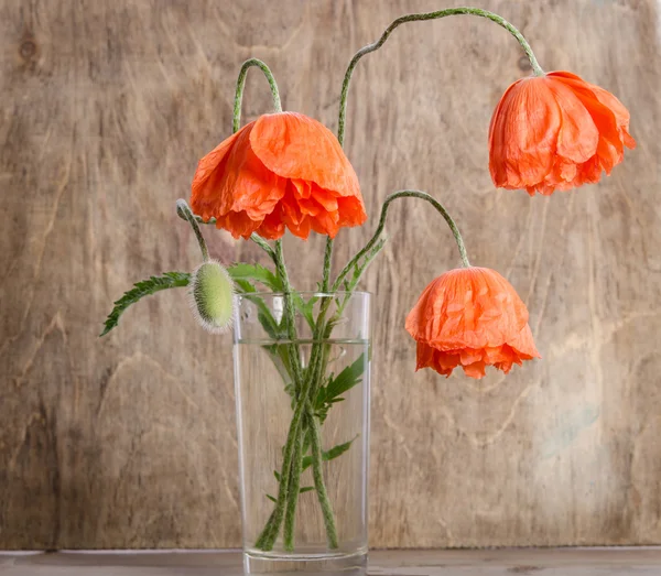 Bouquet of poppies in glass vase isolated on wooden background — Stock Photo, Image