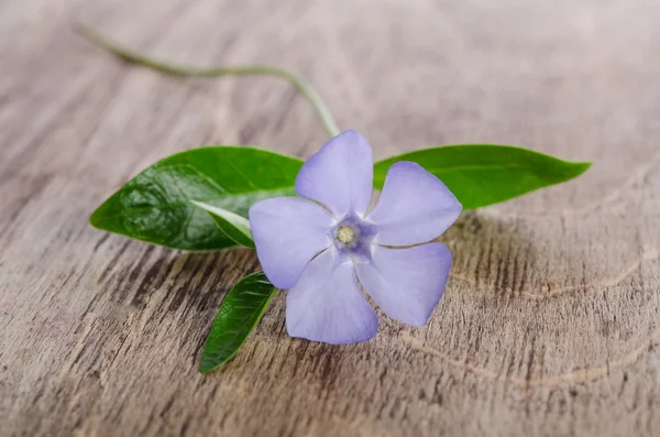 Vacker blå blomma periwinkle på trä bakgrund — Stockfoto