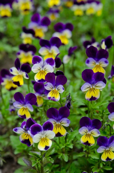 Pansies in a spring garden — Stock Photo, Image