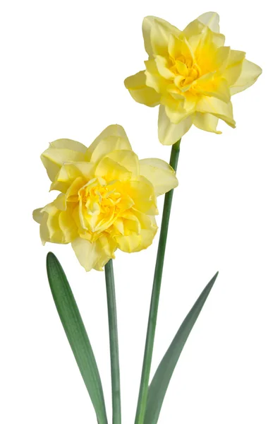 Beautiful daffodils isolated on white background — Stock Photo, Image