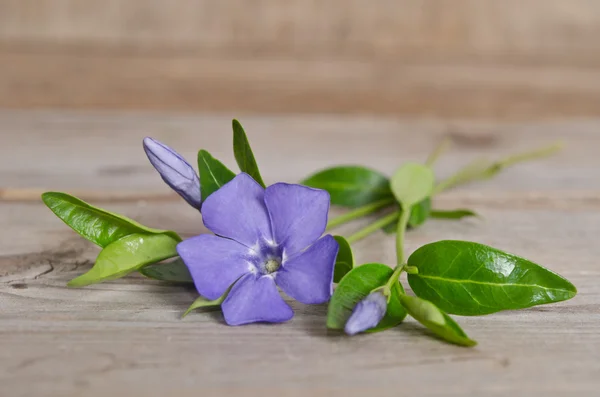Hermosa flor azul periwinkle sobre fondo de madera — Foto de Stock