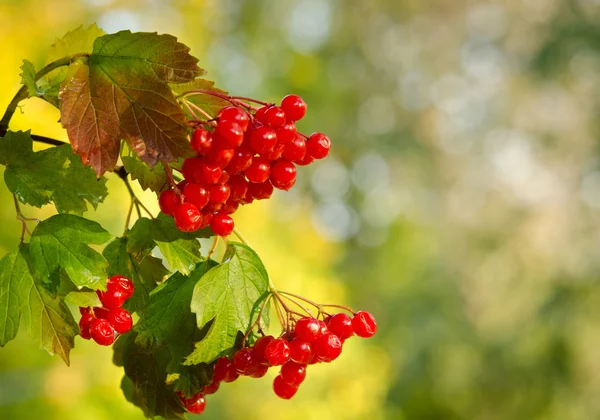 Red Viburnum berries on the tree — Stock Photo, Image