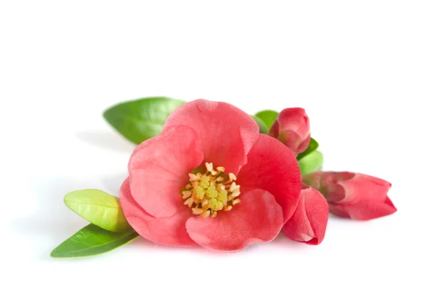 Krásný růžový květ s pupeny na bílém pozadí — Stock fotografie
